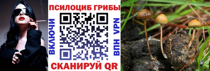 Купить  Шарья  Галлюциногенные грибы Psilocybe 